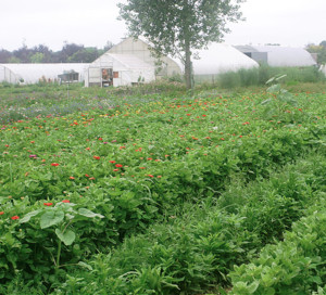 Share The Harvest Farm