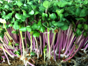 Sweet City Micros