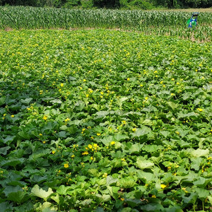 JandW Farm