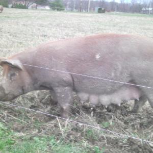 Bindel Farms