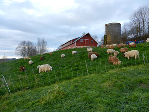 Canfield Farms