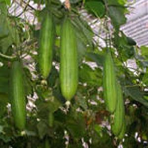 Zina's  Produce