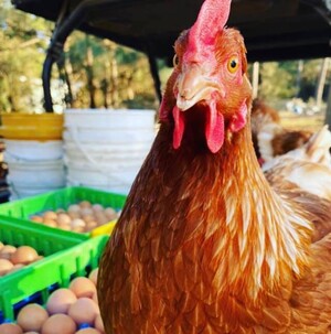 Tomball Farmers Market