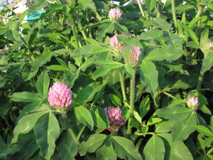 Bushyhead Botanicals