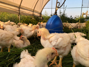 WindRose Farm