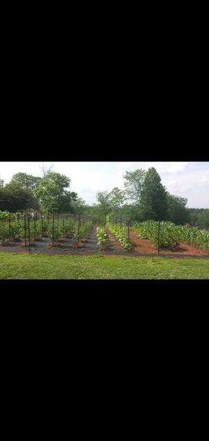 Keaton Farms