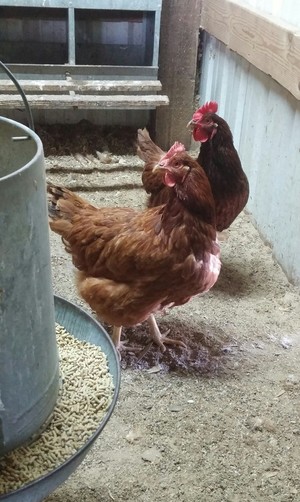 Buona Terra Farm