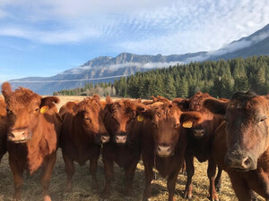 Majestic Mountains Farm