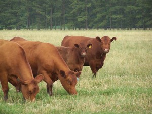 Windhaven Farm Natural Angus Beef