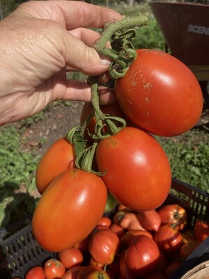 Mon Soleil Market Garden