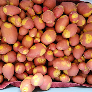 Carlton County Farmers' Market: Carlton