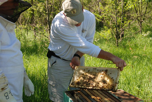 Belfry Bees & Honey