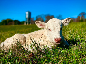 NOMAD Farms, LLC