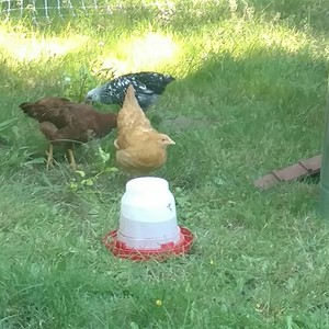 Healthy Temptations Micro-farm