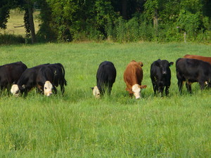 Hominy Valley Farms - Land and Cattle