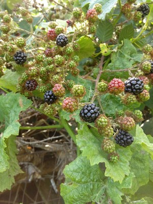 Cloverfield Organic Farm