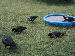 Blue Moon Duck Farm