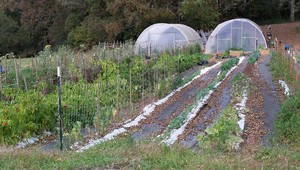 Healthy Harvest CSA