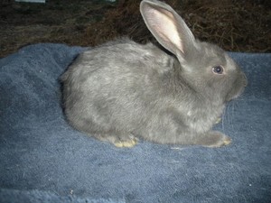 Bunny Hill Farms