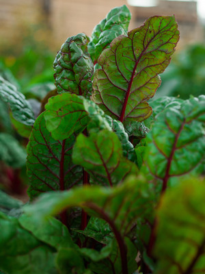 Refugia Gardens