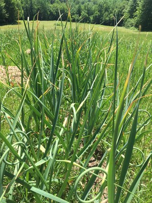 Farmer Palmer Garlic