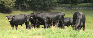 Okeechobee Farms' & Whole Life Foods