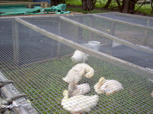A. H. Herb'n Craft Farm