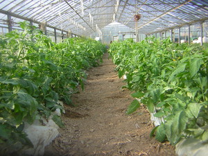 Chestnut Grove Farm