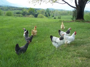 Terra Prima Farm