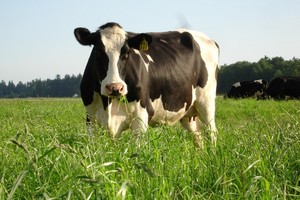 Fresh Breeze Organic Dairy