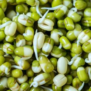 Sprouts