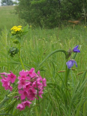 The Little Flower Farm