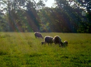 RockyTop Clun Forest Sheep Farm