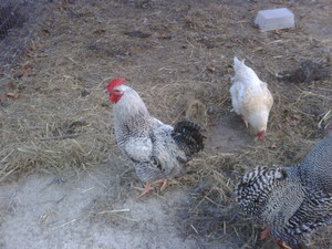Lamby Lou Farm
