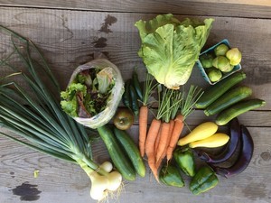 Tioga Valley Farm