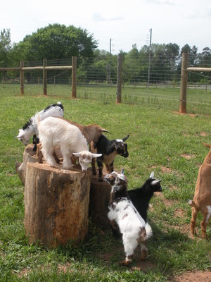 Country Charm Farm llc