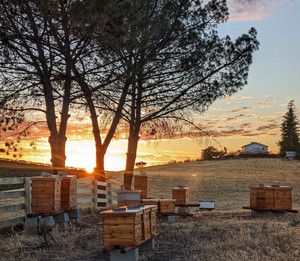 California Lavender Honey Farm