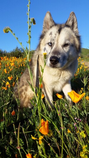Animal Town Sanctuary & Farm