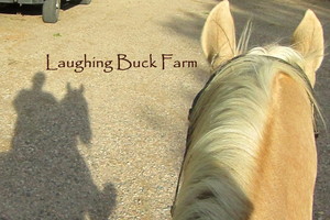 Laughing Buck Farm