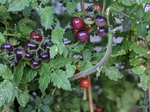 Hardscrabble Hill Farm