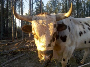 Deep South Graziers