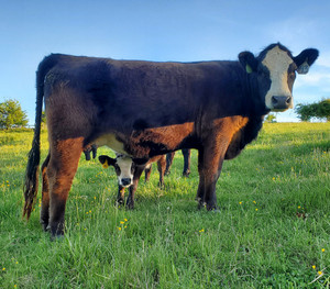 Rocky Top Farm