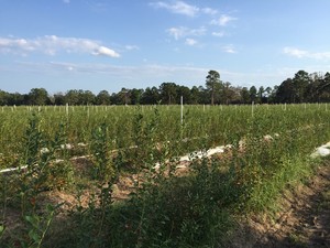 Jubilee Orchards