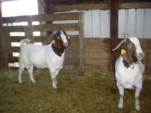 Golden Glow Farm