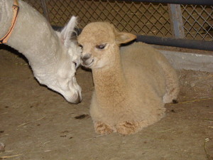 Willow Glen Farm