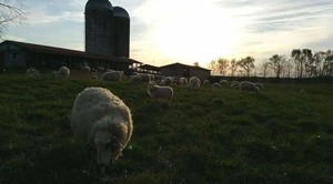 Cedar Springs Farm & Dairy LLC