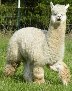 Hidden Gem Ranch Alpacas