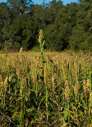 Orchard Pond Organics
