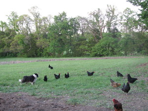 Taylor-Burds Poultry