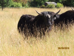 Thunder River Alpacas
